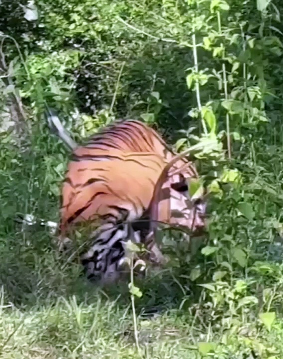 நீலகிரி வனப்பகுதியில் மானை துடிதுடிக்க வேட்டையாடிய புலி; வீடியோ வெளியாகி பரபரப்பு