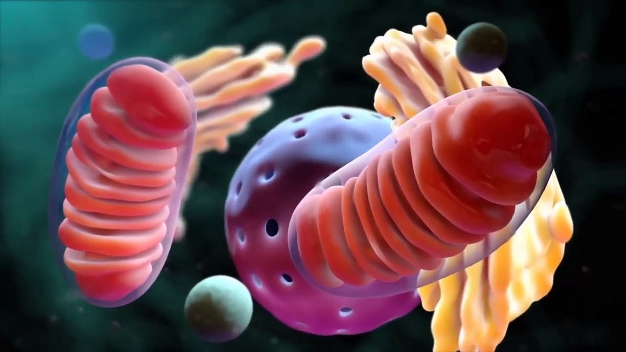 Do these things to heal your fatty liver!