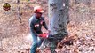 Amazing Dangerous Fastest Cutting Huge Tree Skills With Chainsaw, Powerful Felling Tree Machines