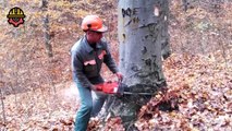 Amazing Dangerous Fastest Cutting Huge Tree Skills With Chainsaw, Powerful Felling Tree Machines