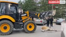 Bursa'da başıboş at sokak ortasında yere yığıldı