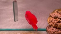 super red monkey flowerhorn fish live my farm