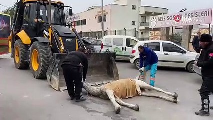 Bursa’da başıboş at sokak ortasında yere yığıldı