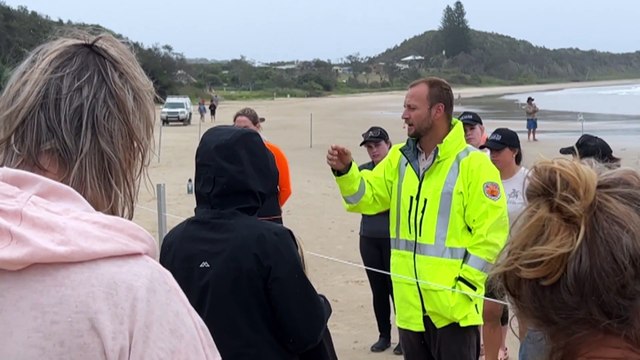 Beached whale weighing up to 25 tonnes euthanased