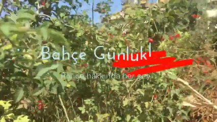 BAHÇE BELLERKEN BEL KIRILDI-SARIMSAK EKTİK-TAVUKLARIN KEYFİ YERİNDE #bahçeişleri @bahce.gunlukleri