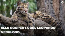Alla scoperta del leopardo nebuloso