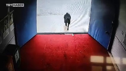 Öğrencilerin peşine takılan keçi okula girdi