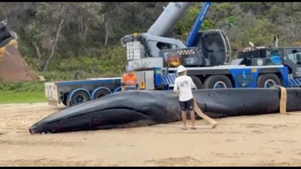 Australia, rimossa la balenottera da 25 t. spiaggiata a Minnie Water