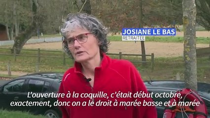 Les plongeurs amateurs font le plein de coquilles Saint-Jacques avant Nouvel An