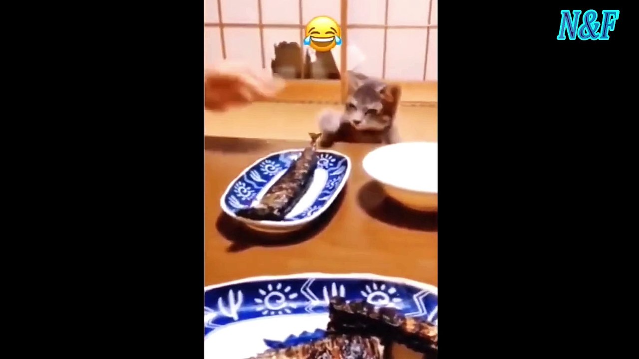 Funniest Cats Videos, The Siliest, Cutest And Funniest Cats 98
