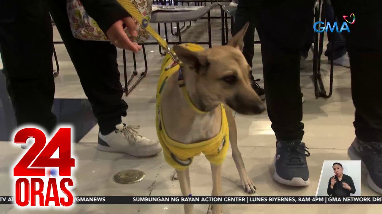 Paputok, masama sa kalusugan ng mga alagang hayop | 24 Oras