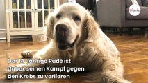 Golden Retriever spaziert durch die Stadt: Niemand ahnt, dass es seine letzte Runde sein wird