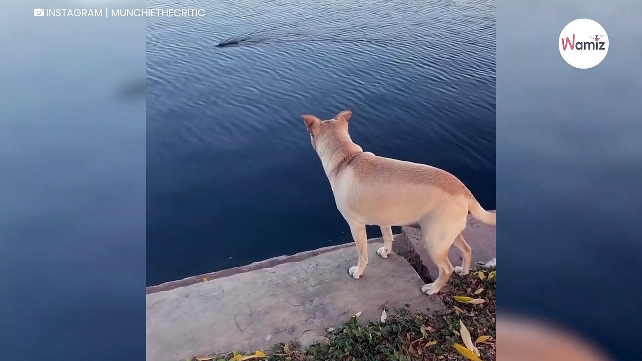 Hund sieht etwas im Wasser und kann nicht glauben, als es auftaucht (Video)