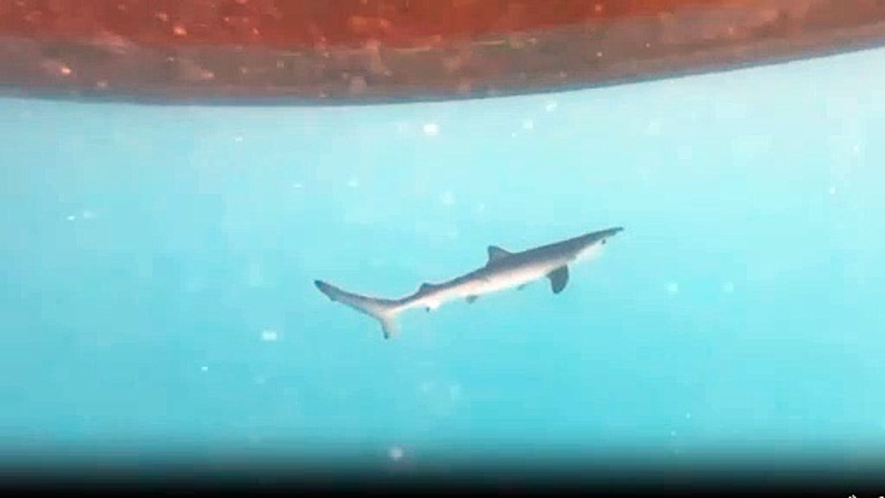 Ejemplar de cría grabada este verano en el  cañón de Cap de Creus