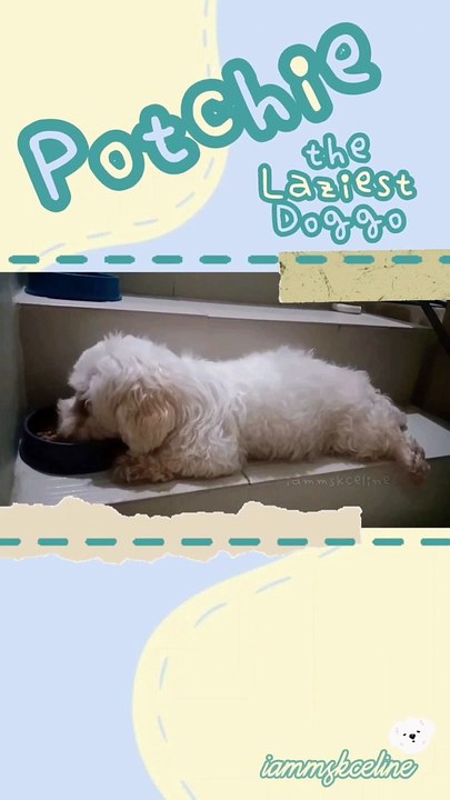 Lazy Potchie 