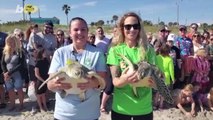 These Adorable Green Sea Turtles Return Home And Receive the Send-off They Deserve!