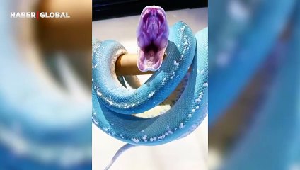 Mavi pitonun esnediği anlar hipnoz etti