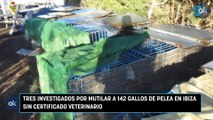 Tres investigados por mutilar a 142 gallos de pelea en Ibiza sin certificado veterinario