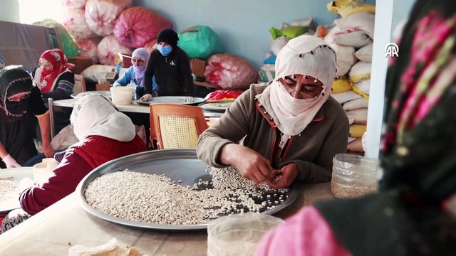 Tunceli'de kadınların ellerinden doğal hasat başladı, tam bir protein deposu: Kilosu 90 TL!