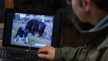 Au Japon, ce berger et son chien luttent contre les ours tout en les protégeant