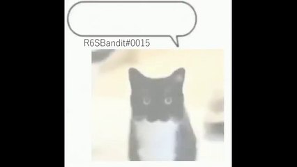 Uni the cat Meme _cats _catvideos _catvideo _unithecat _mgmt _littledarkage(360P)