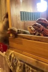 Funny animals - Funny cats and dogs - Funny animal videos 2023--(360P)