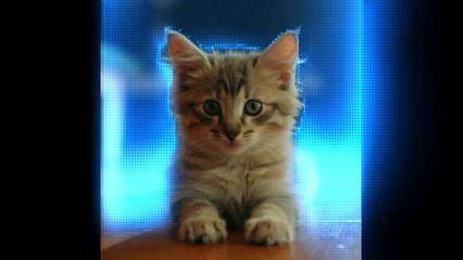 Pet Pranks and Playfulness: The Funniest Animal Videos Ever!