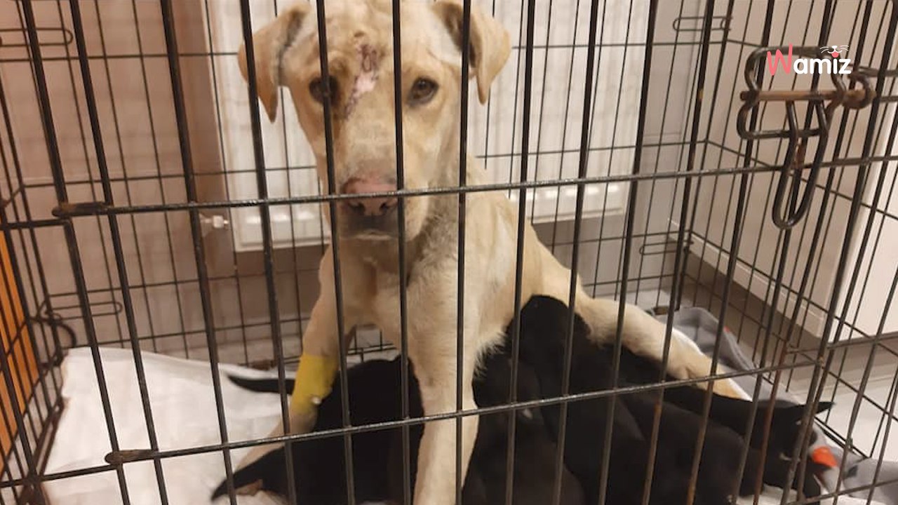 Frau entdeckt mehrere misshandelte Hunde im Gebüsch