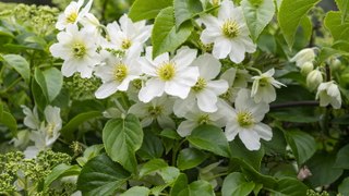 How and When to Prune Clematis Vines to Get the Most Flowers