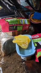 Vídeo: Com chuvas potentes colônia de gatos em Piatã sofre danos