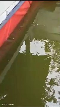 Pendederan bibit lele ukuran kecil dikolam tanah semi beton