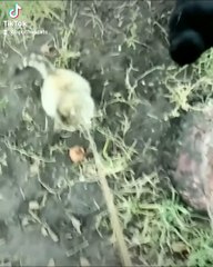 Смачна мишка 