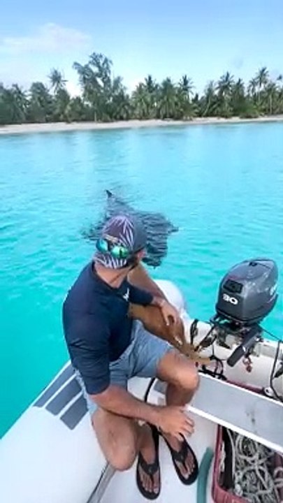 Dog Swims With Manta Rays