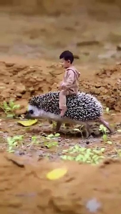 Hedgehog riding lovers