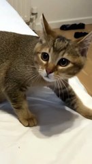 fanny Cat talk #cat #shorts