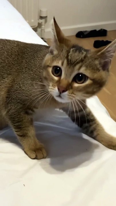 Fanny cat talk #cat #shorts