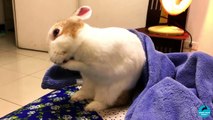 Cute Rabbit Washing his Face and Ears.