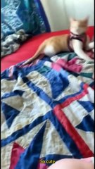 Funny_Animals___Cute_Pets_Videos_Compilation_043_#funny_animals_#healing_#shorts(720p)