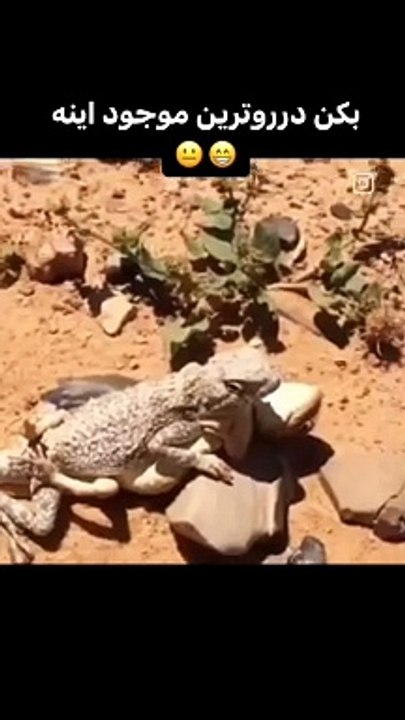 Lizard playing with