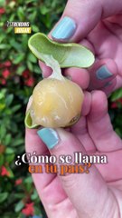 ¿Alguna vez has probado el mamoncillo?