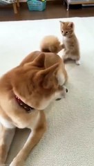 Kitten Playing With Big Dog Shibe #shorts #tiktok #cat #dog