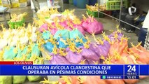 Los Olivos: clausuran avícola clandestina que operaba en condiciones insalubres