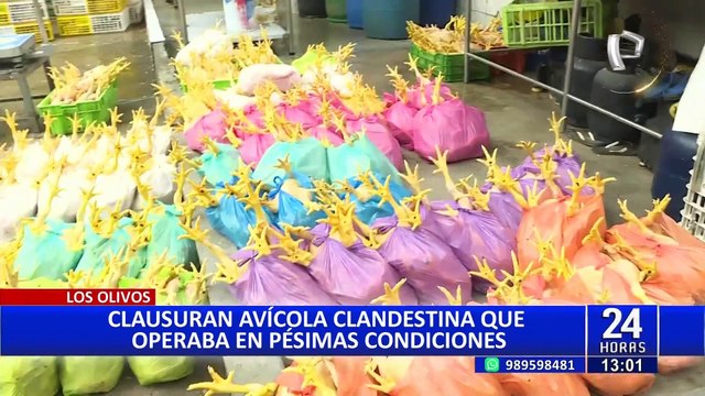 Los Olivos: clausuran avícola clandestina que operaba en condiciones insalubres