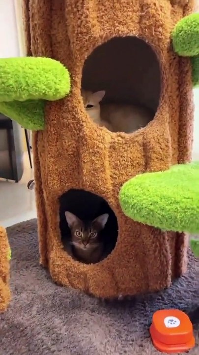 Cute Cats & Funny Cats  #cats #shorts #viral #pets #mmvcats