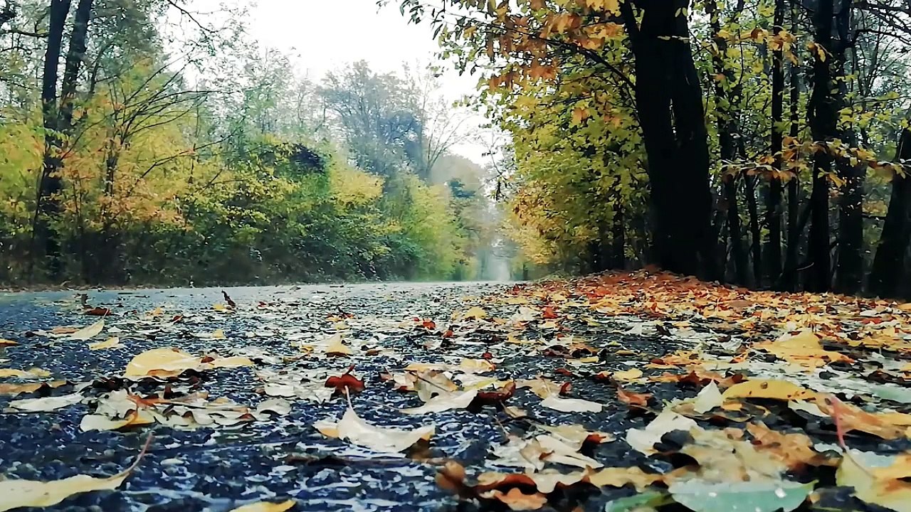 Soothing music with rain sound _ Autumn rain atmosphere