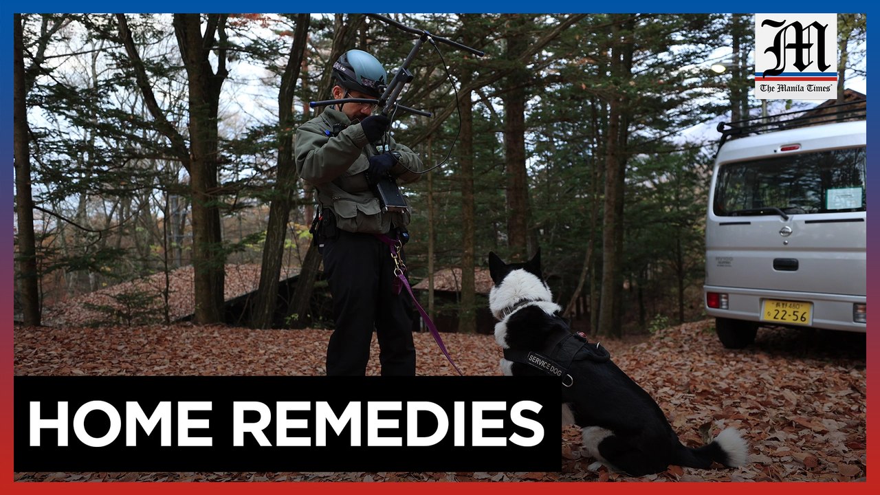 Dogs, honey, antennae used to relocate bears, stop attacks in Japan