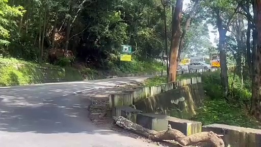 நீலகிரியில் வாகனங்களை நிறுத்தி யானைகளுக்கு வழி ஏற்படுத்தி கொடுத்த வனத்துறையினர்