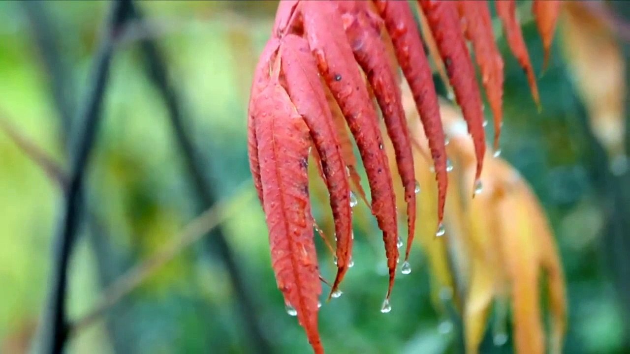 Soothing Music with Rain Sounds for Meditation and Sleep _ Salikhov Relax
