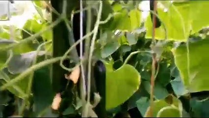 farmers day special: ऐसा करने से किसान की आमदनी व फसल उत्पादन दोनों बढ़े