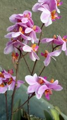 Beautiful Vanda Douglas Orchid Flower